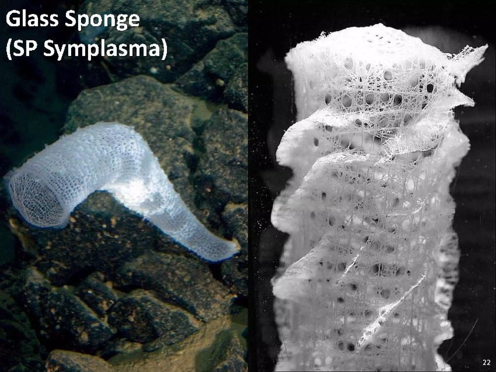   Porifera & placozoa 2012
