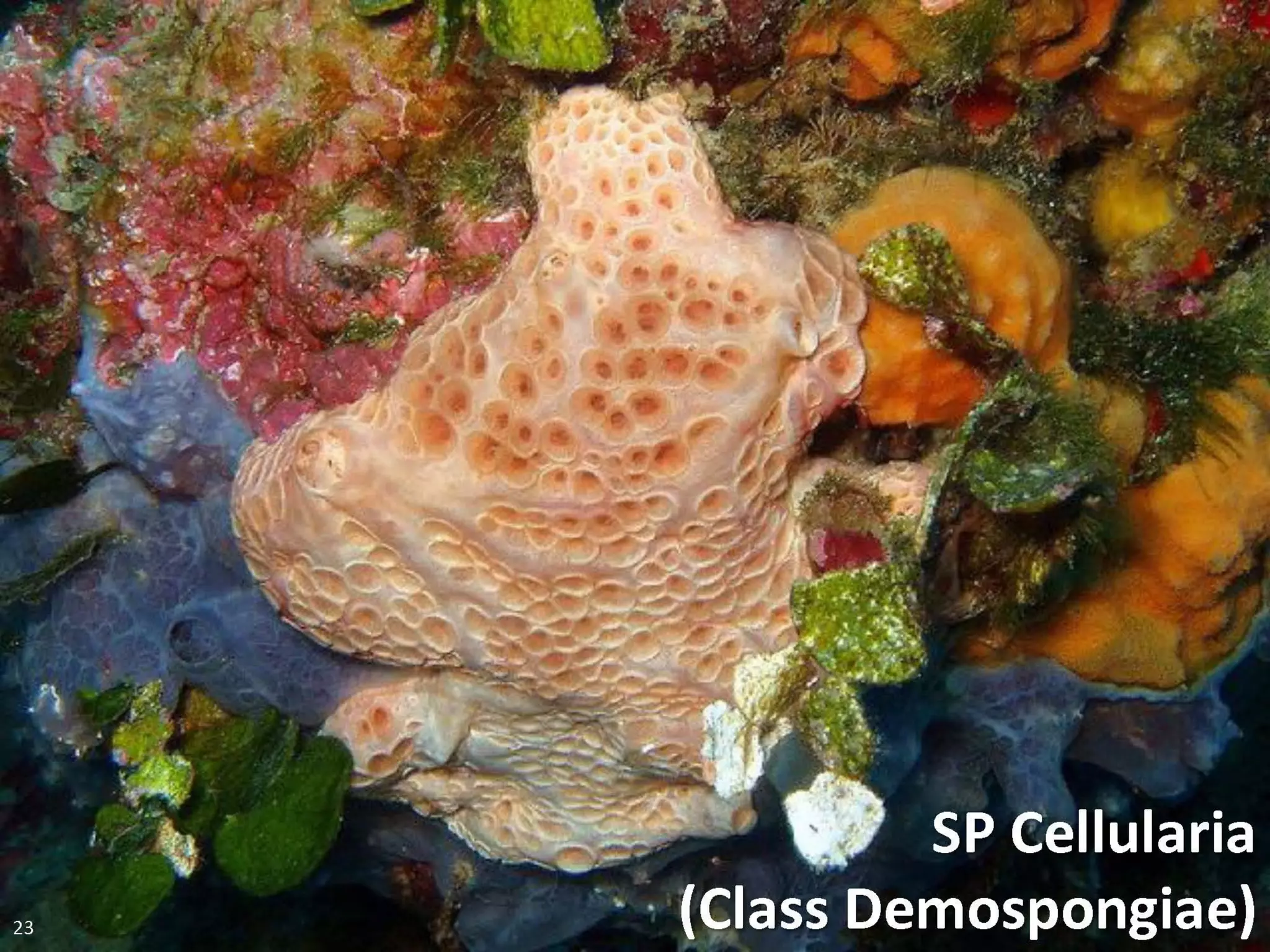   Porifera & placozoa 2012