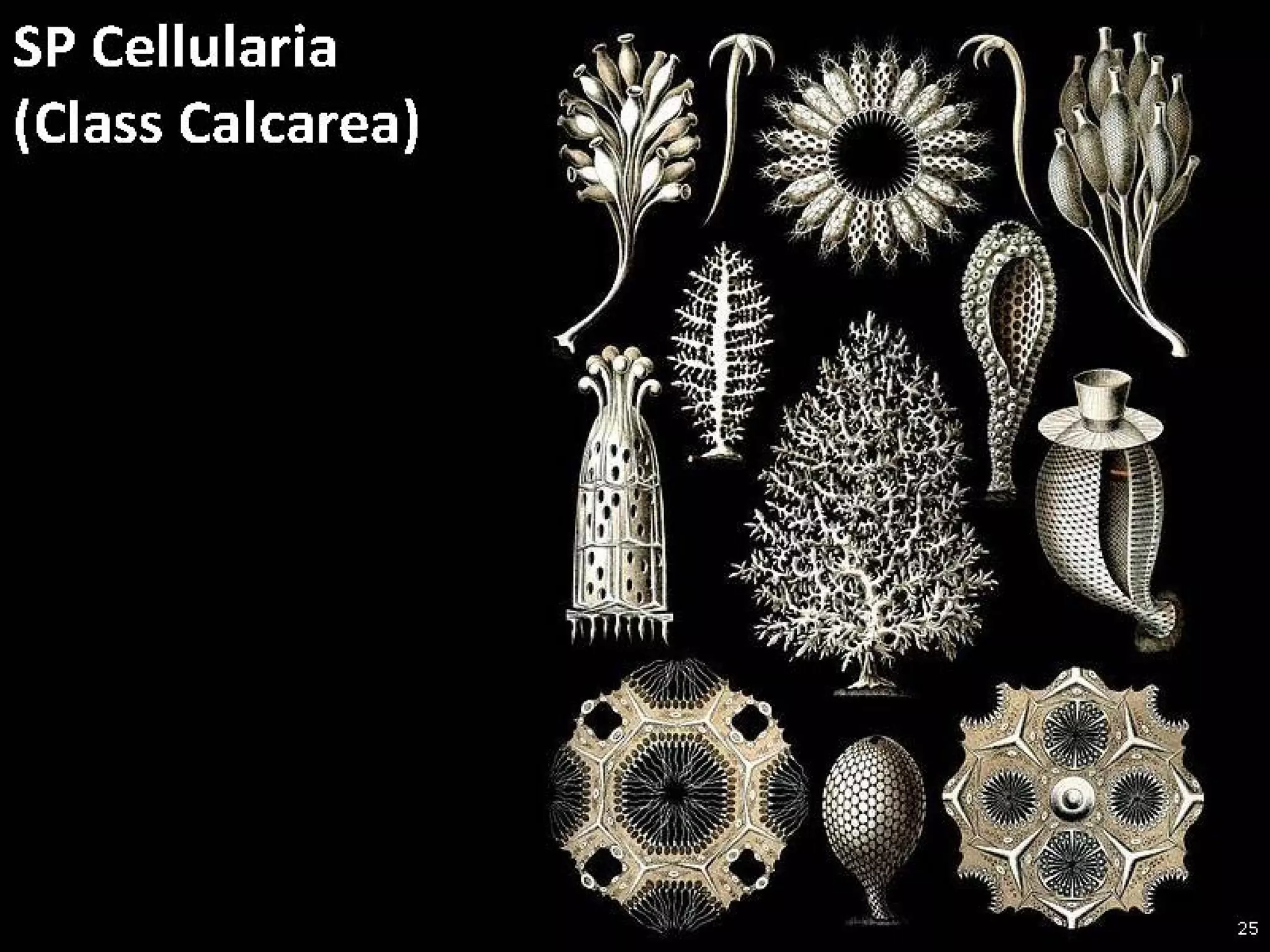   Porifera & placozoa 2012