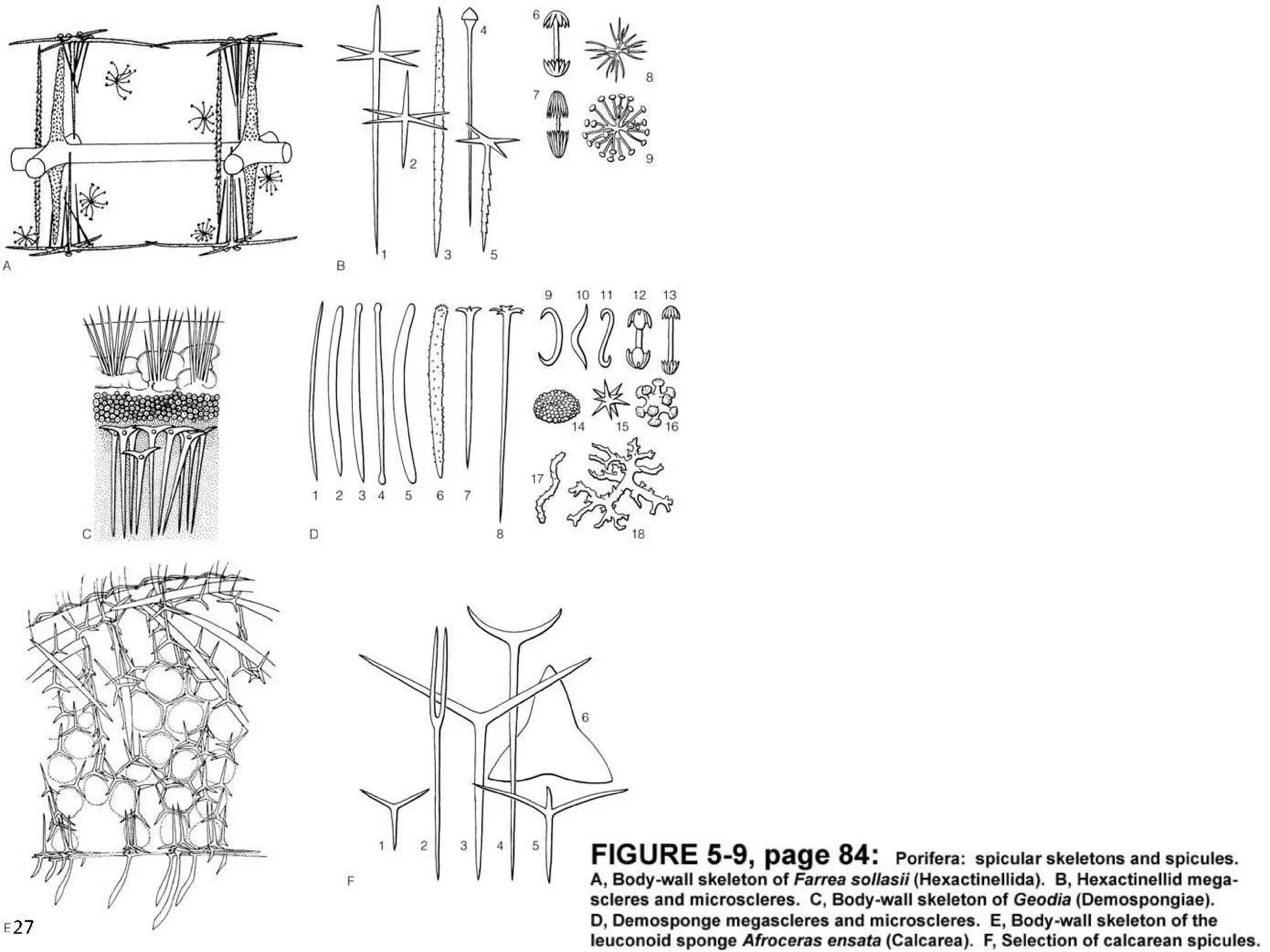   Porifera & placozoa 2012