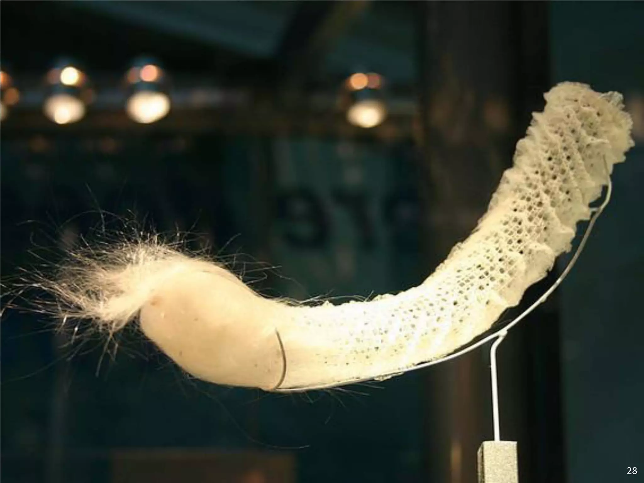   Porifera & placozoa 2012