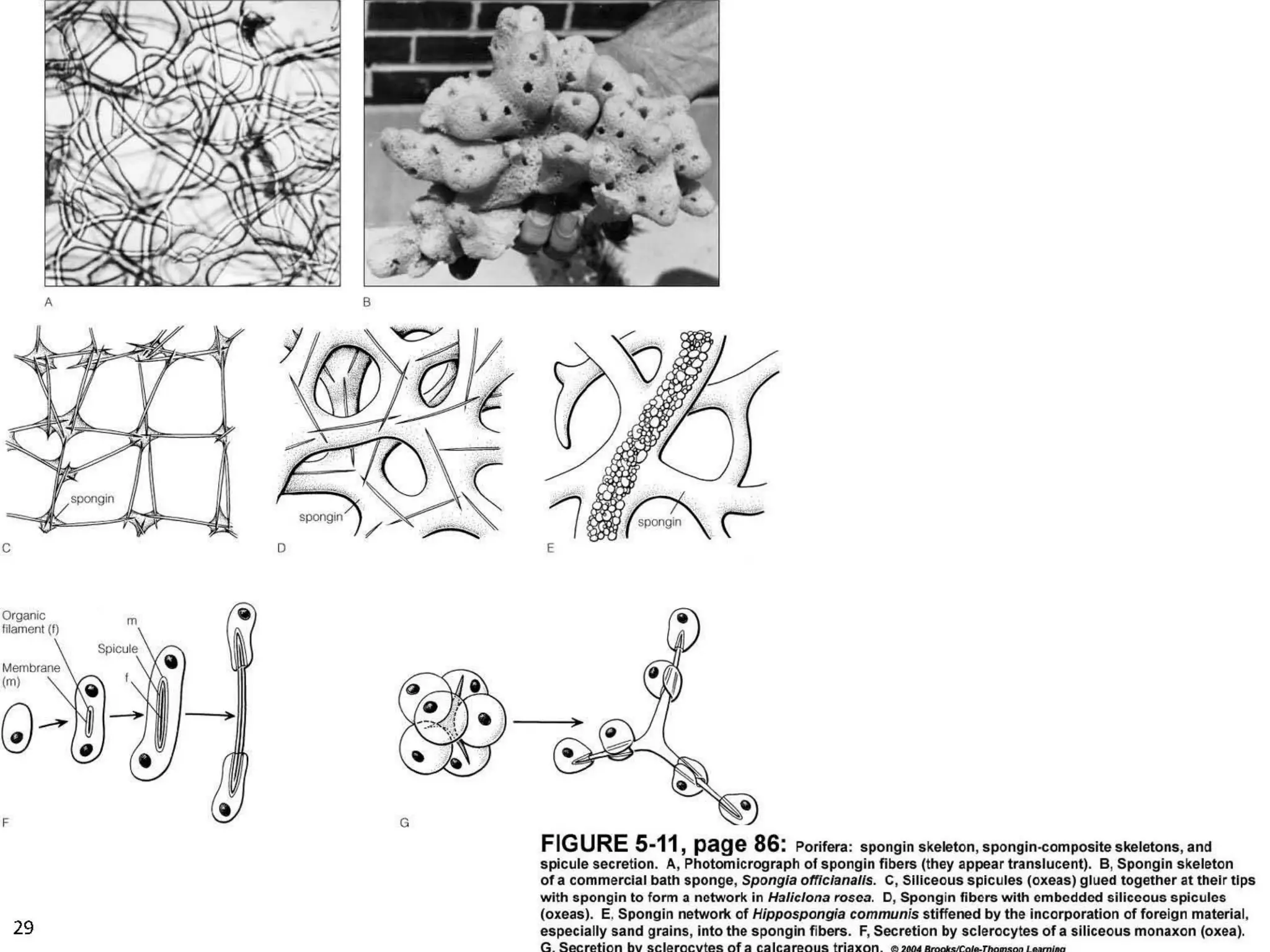   Porifera & placozoa 2012