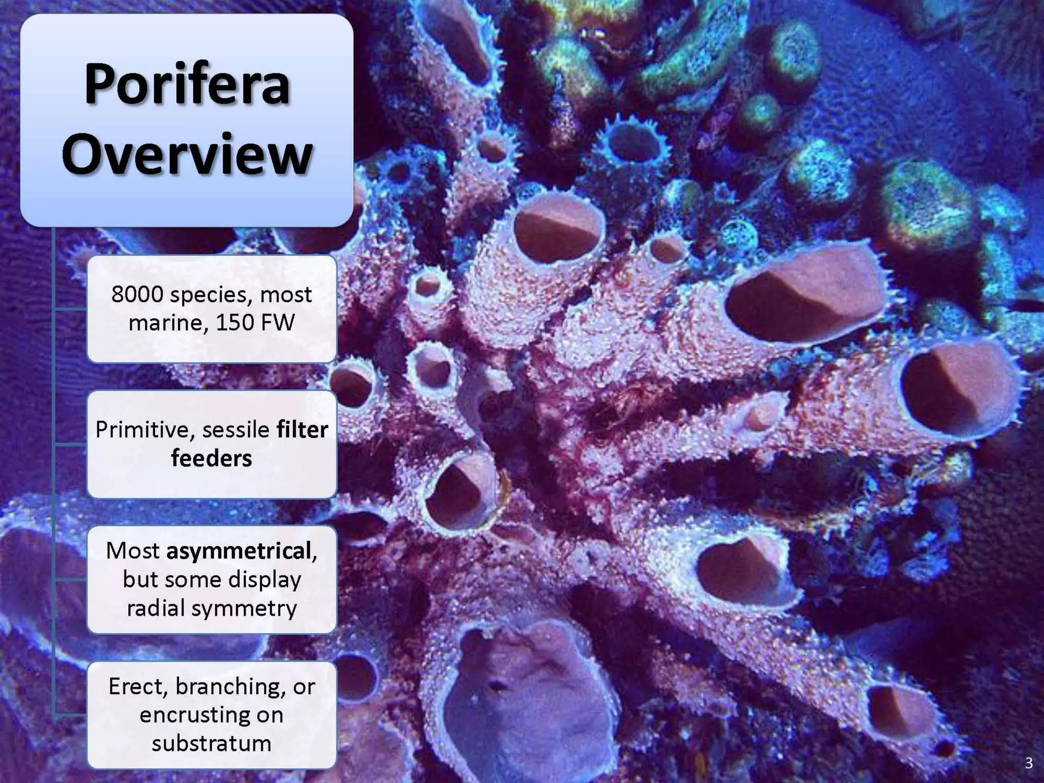   Porifera & placozoa 2012