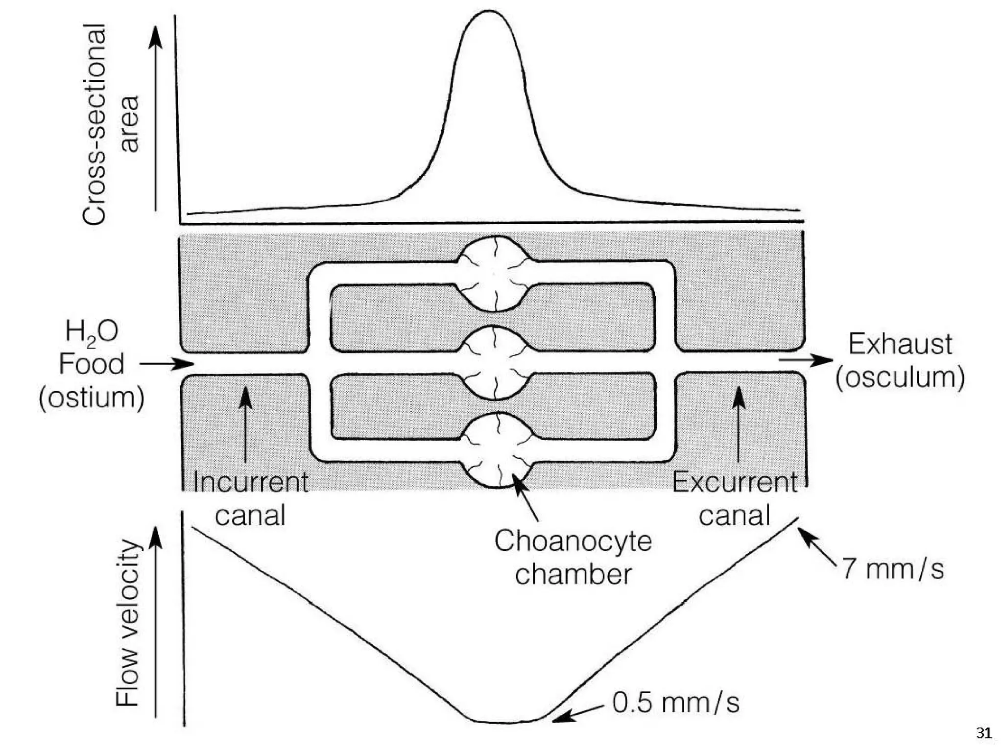   Porifera & placozoa 2012
