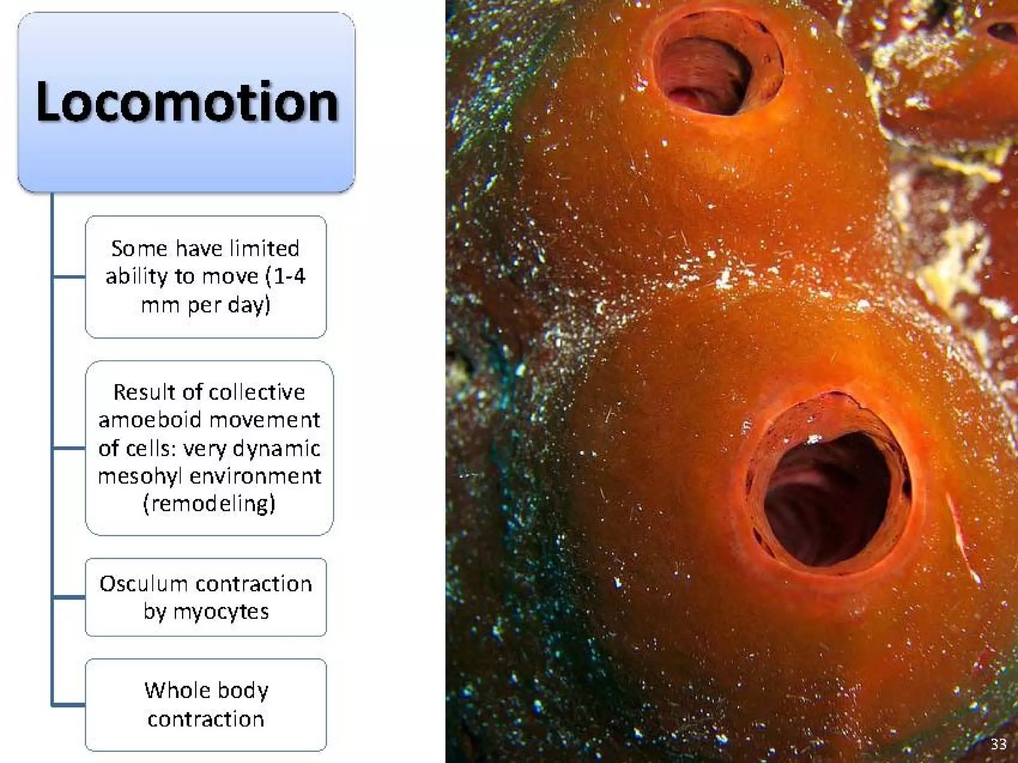   Porifera & placozoa 2012