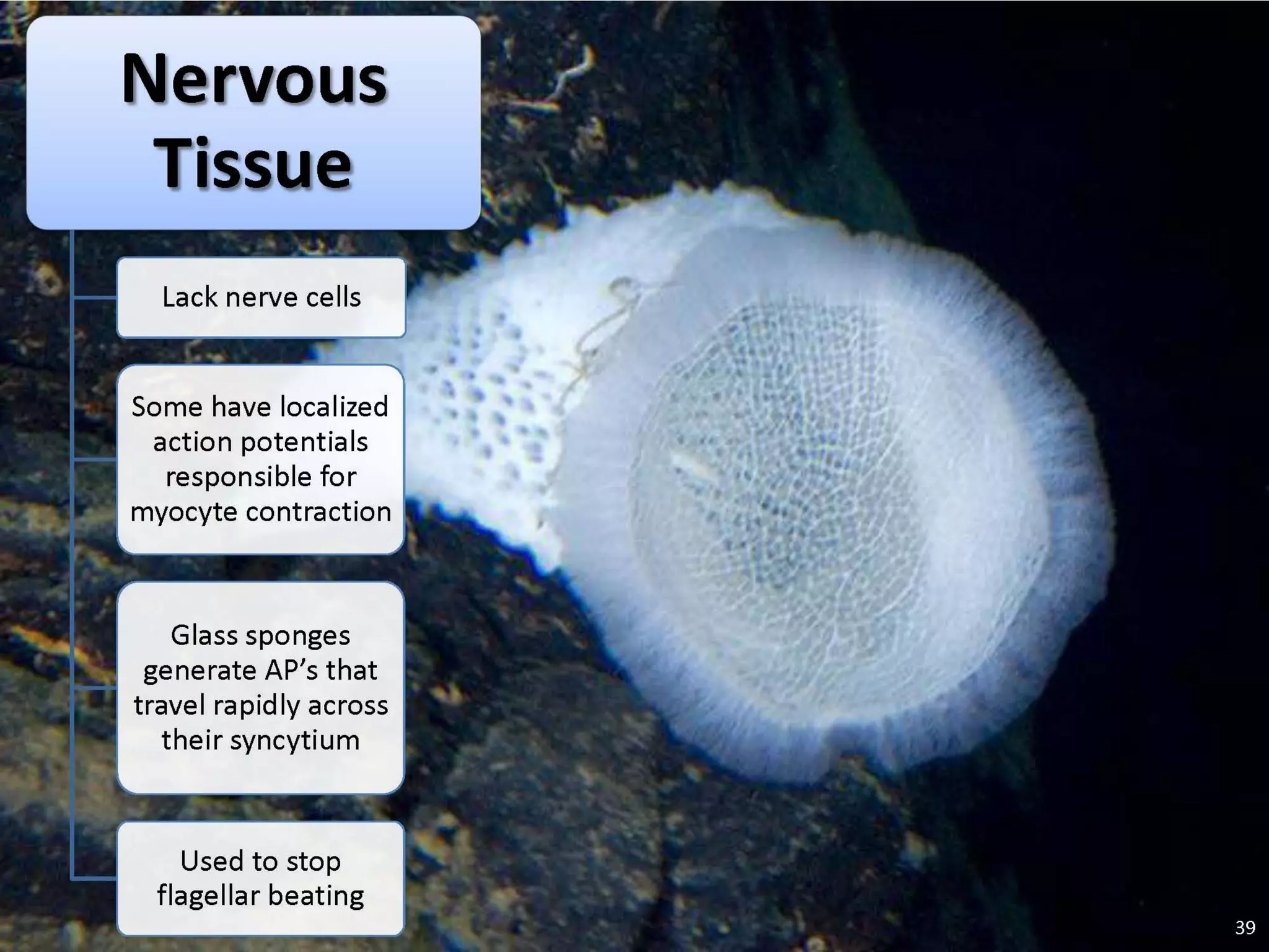   Porifera & placozoa 2012