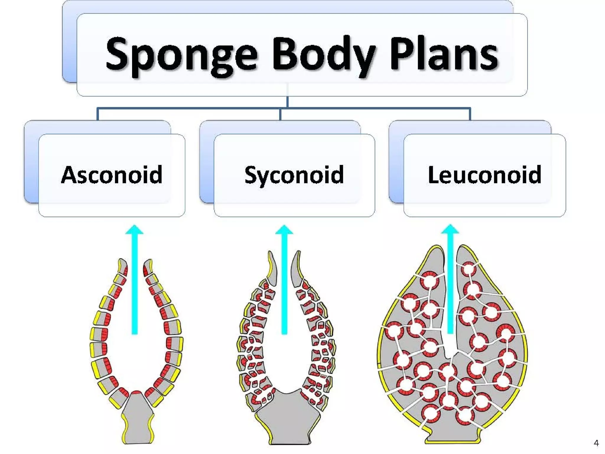   Porifera & placozoa 2012