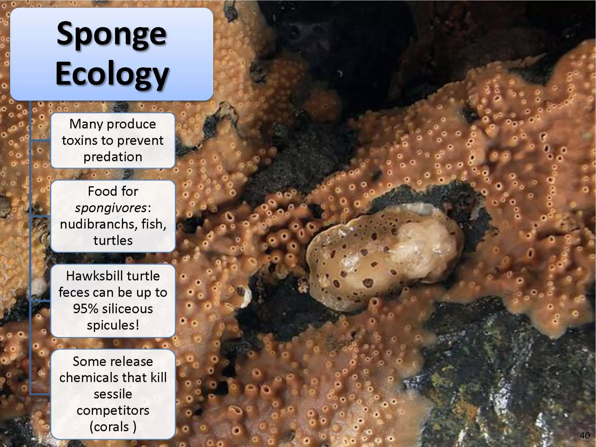   Porifera & placozoa 2012