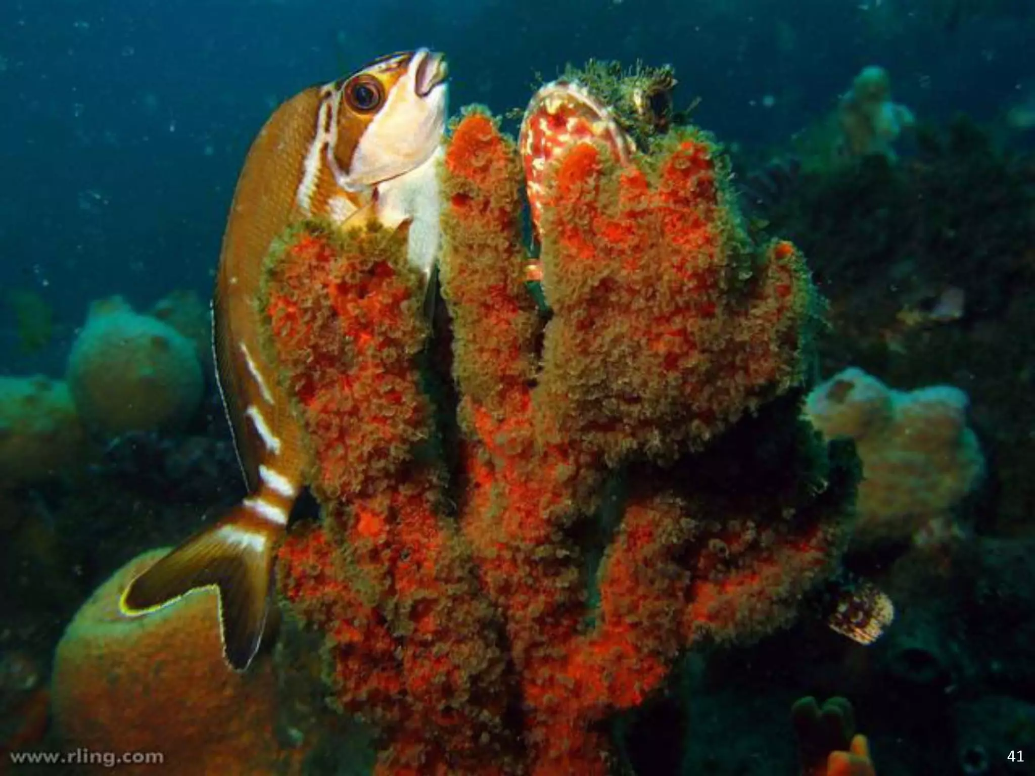   Porifera & placozoa 2012