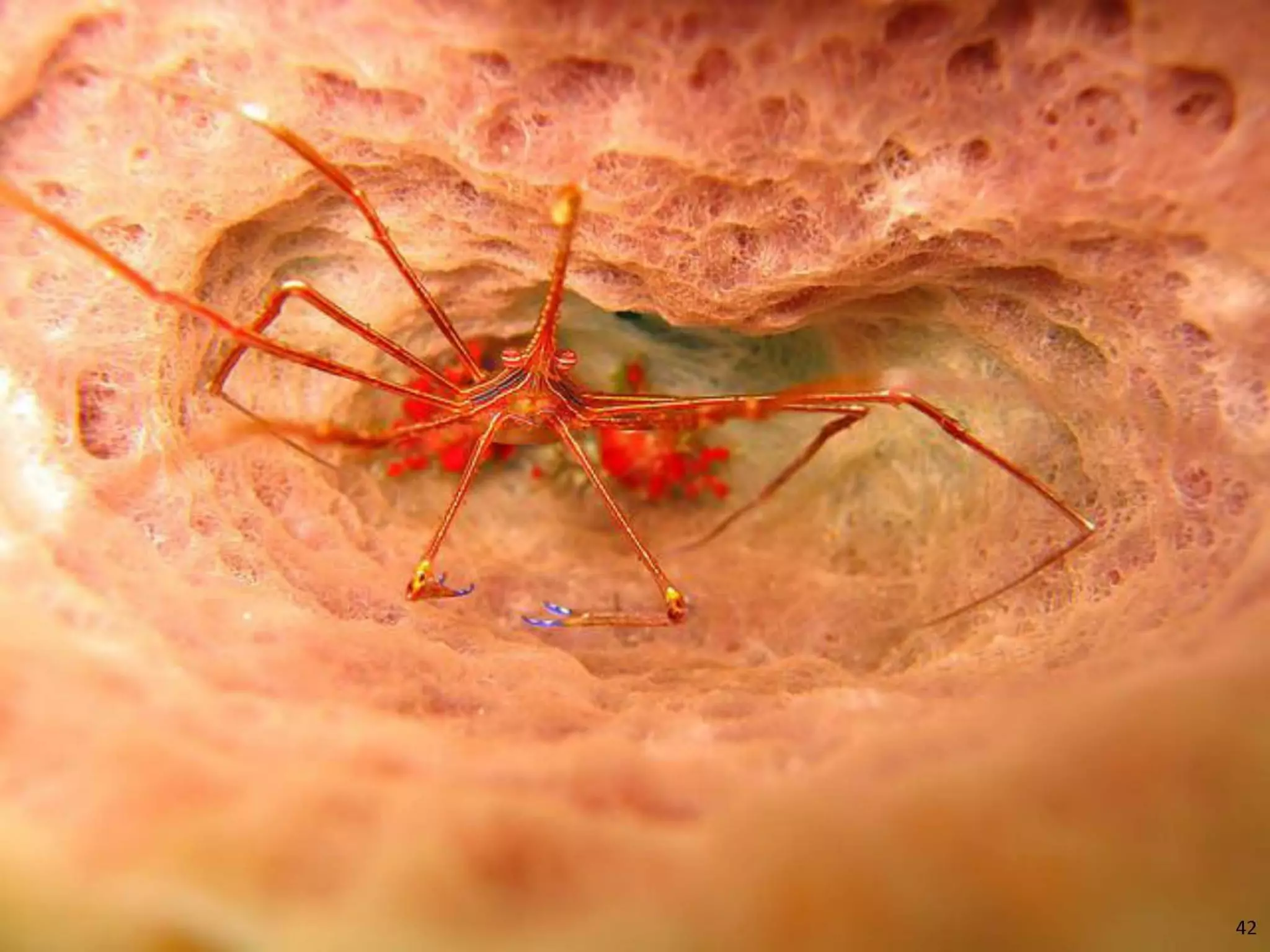   Porifera & placozoa 2012