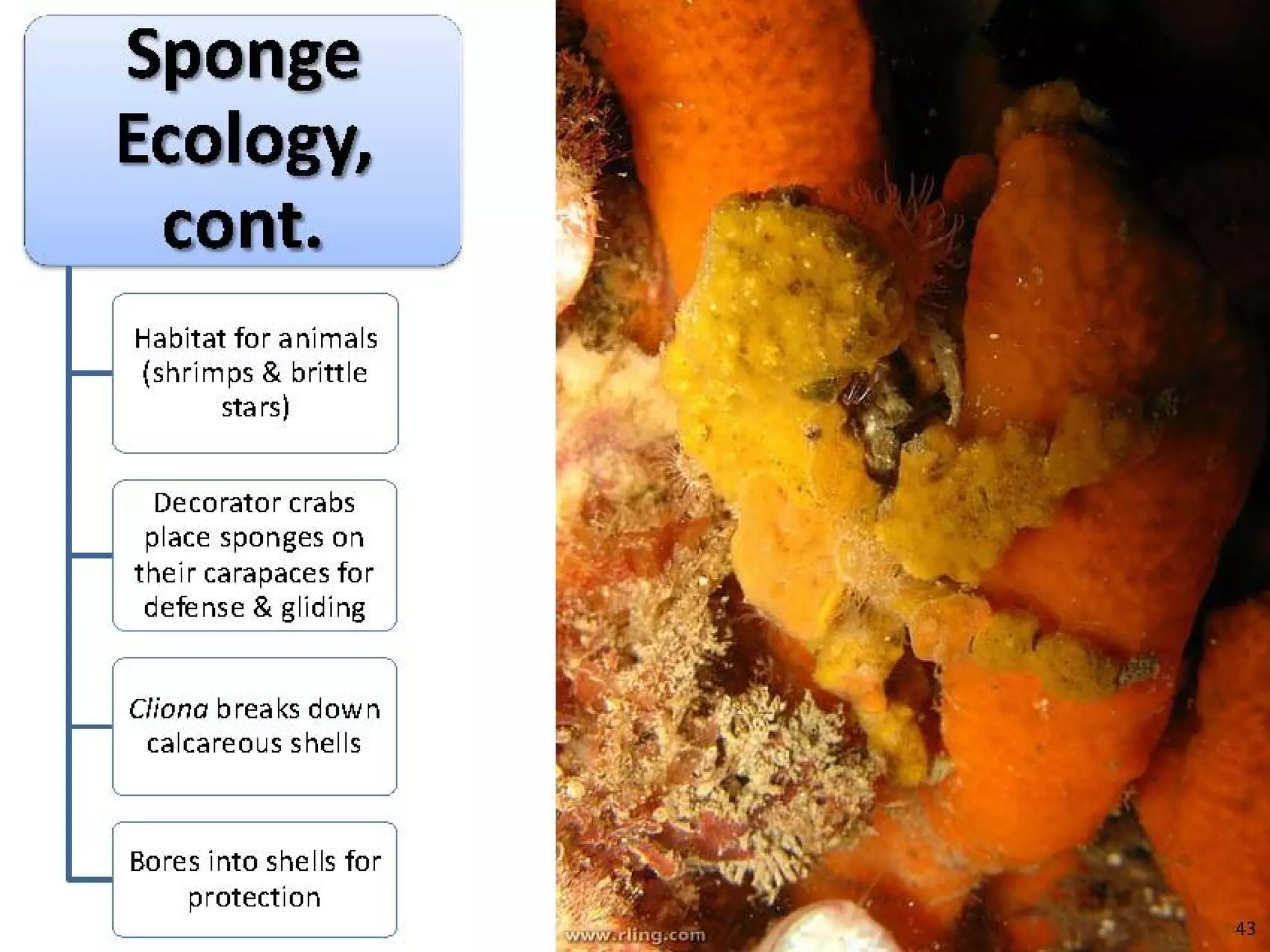   Porifera & placozoa 2012