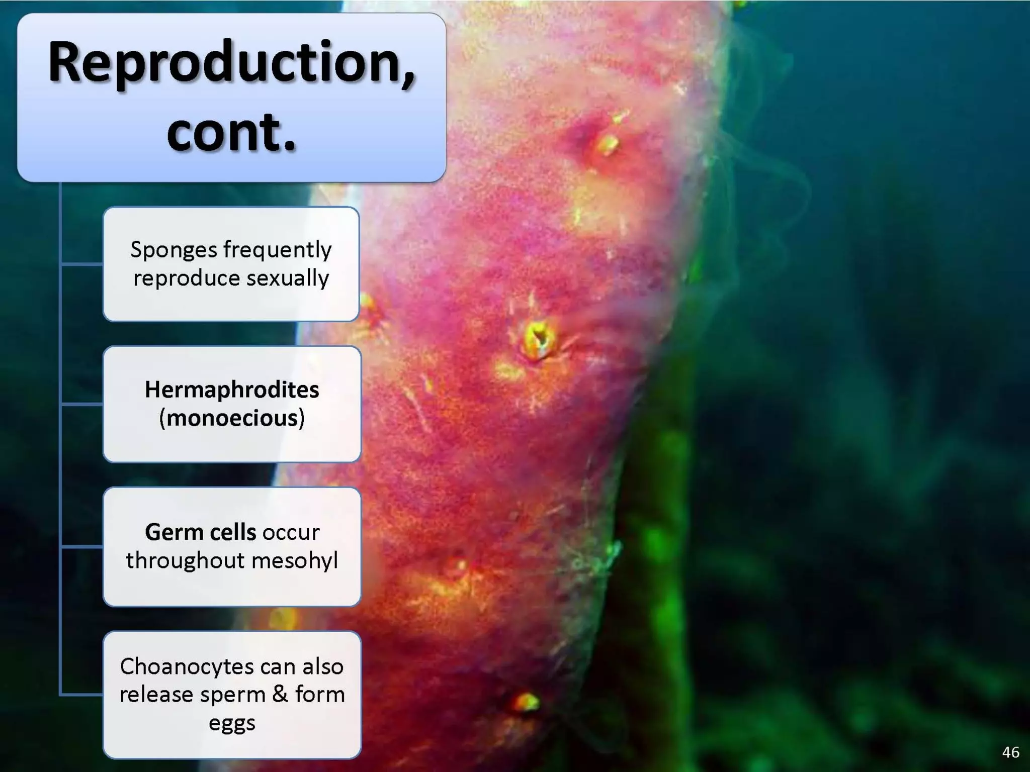   Porifera & placozoa 2012