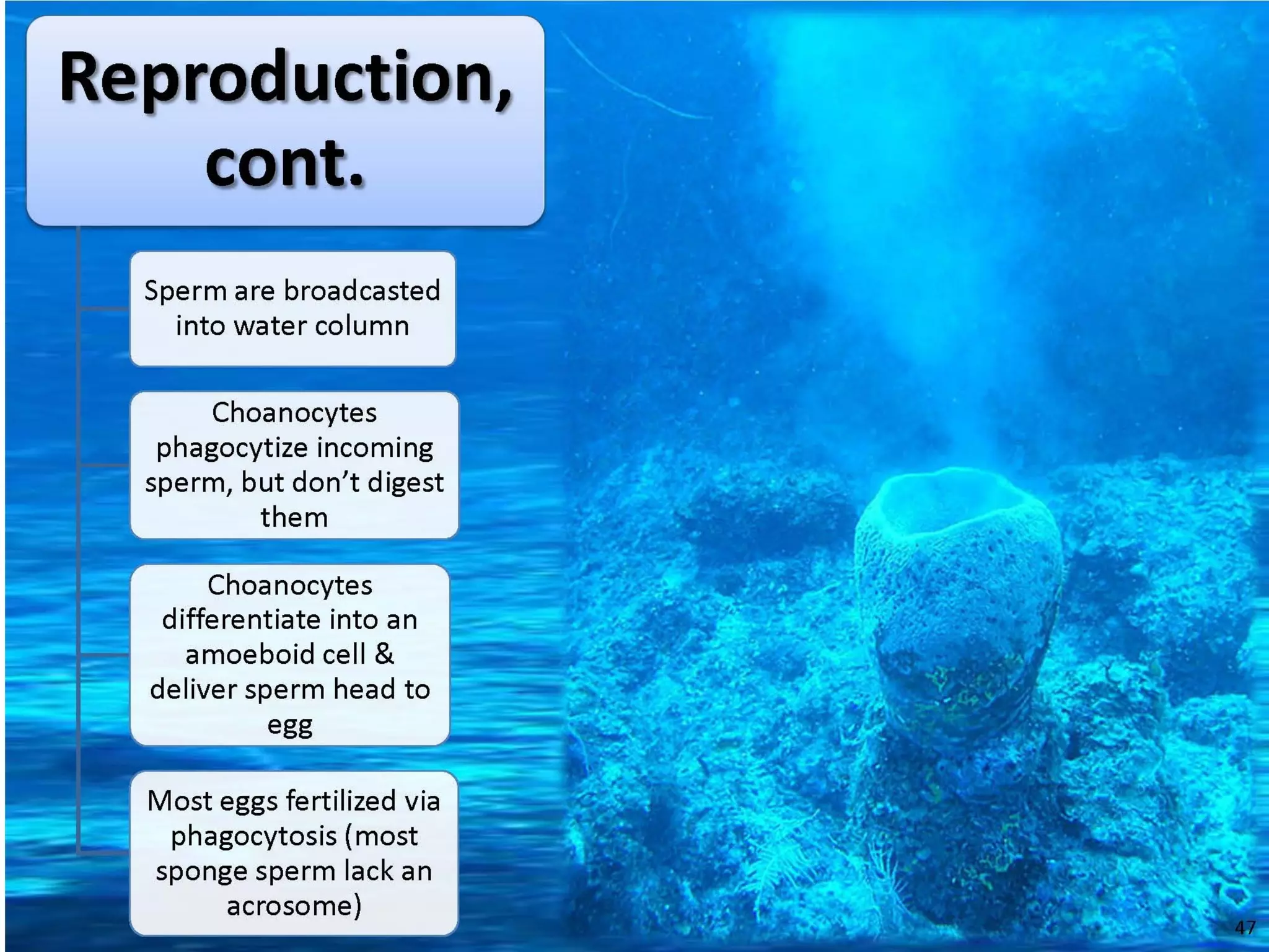   Porifera & placozoa 2012