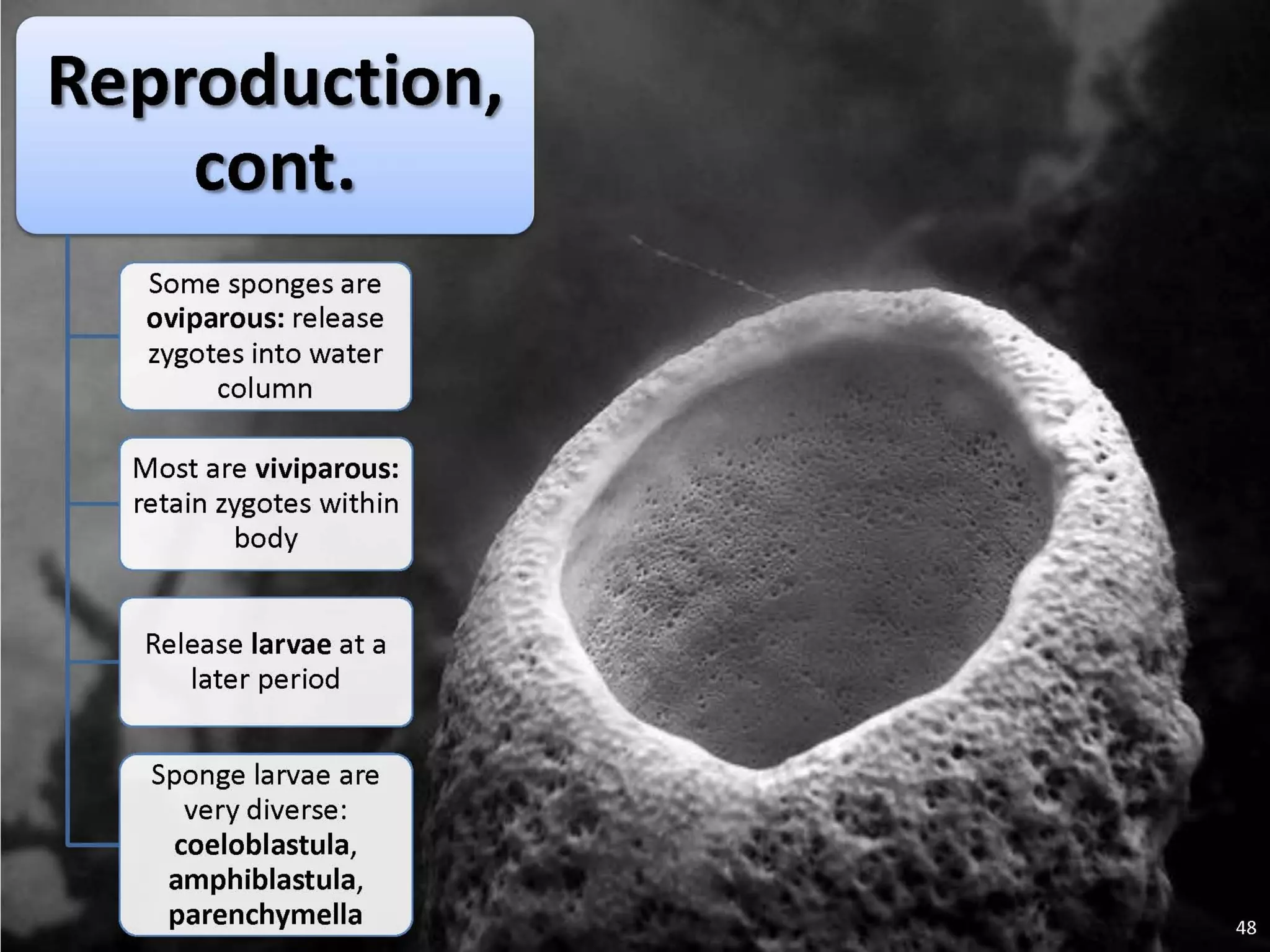   Porifera & placozoa 2012