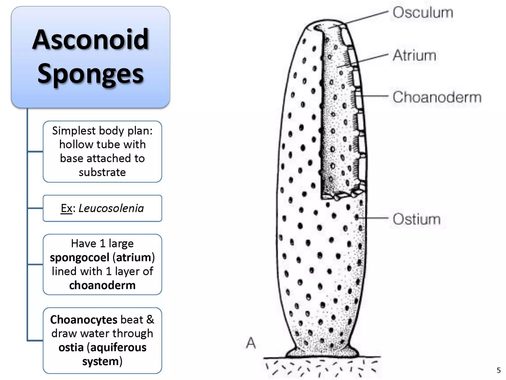   Porifera & placozoa 2012