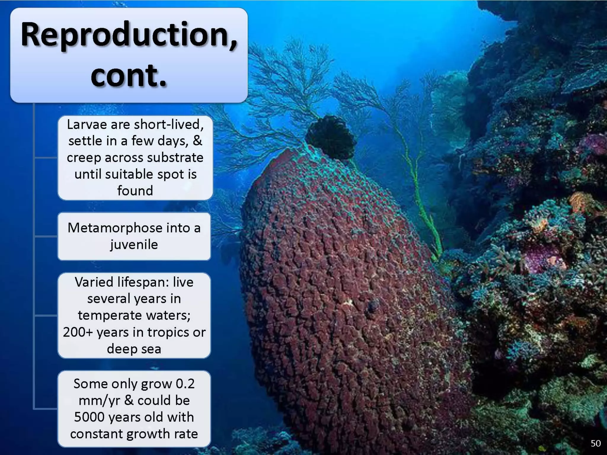   Porifera & placozoa 2012