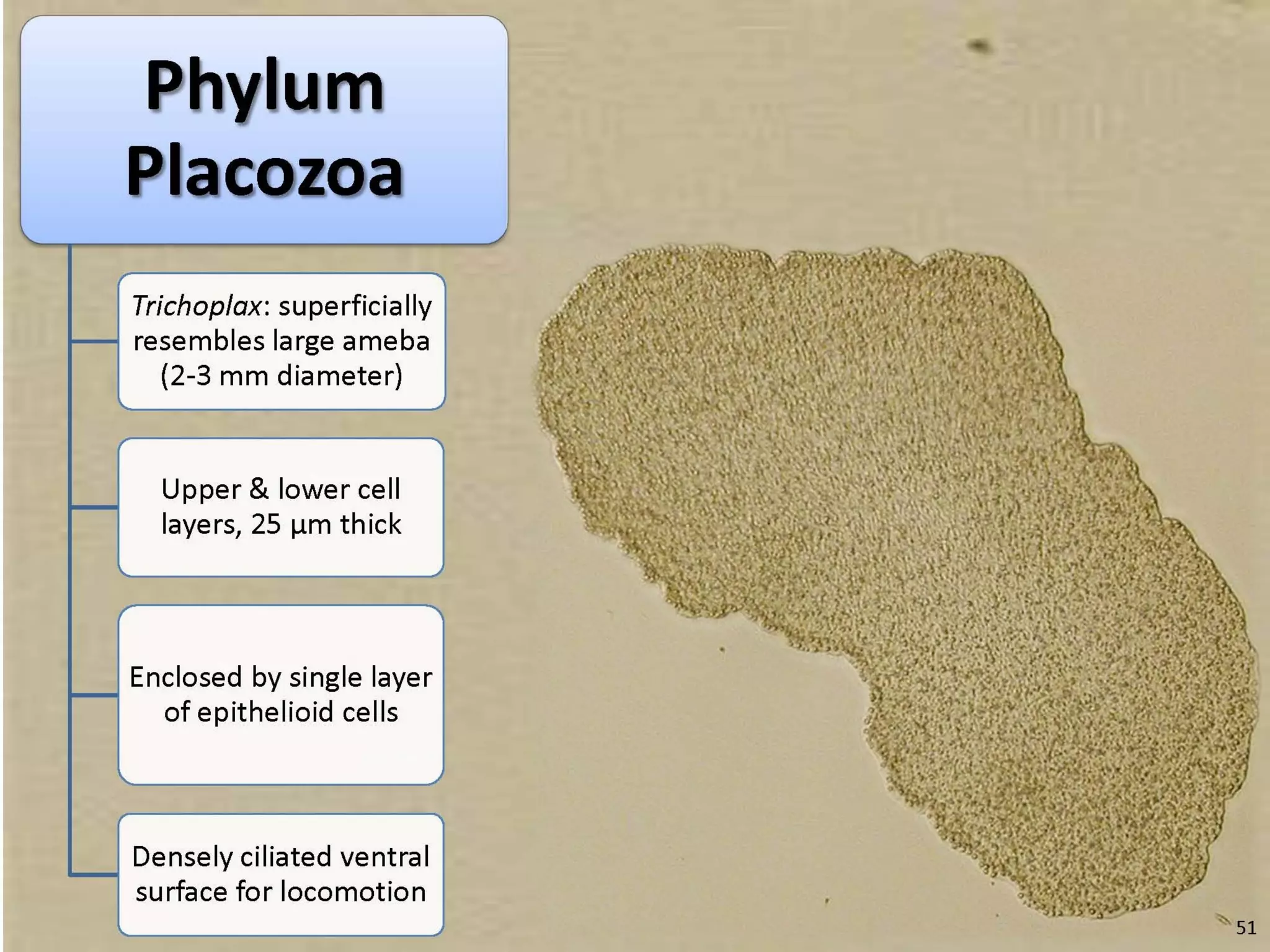   Porifera & placozoa 2012