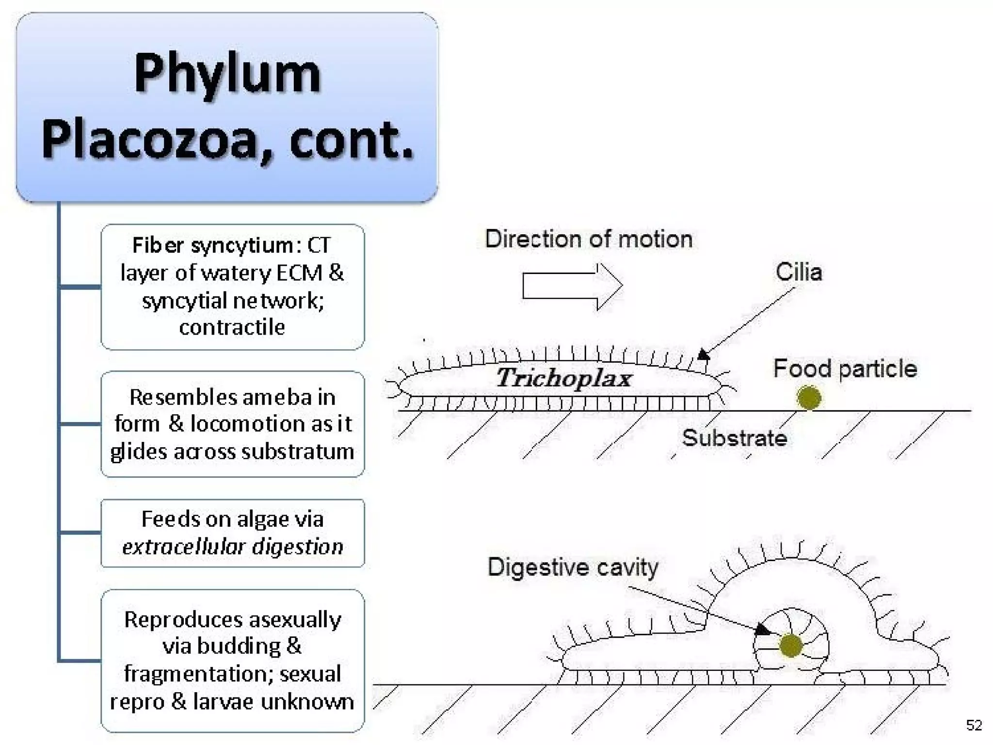   Porifera & placozoa 2012