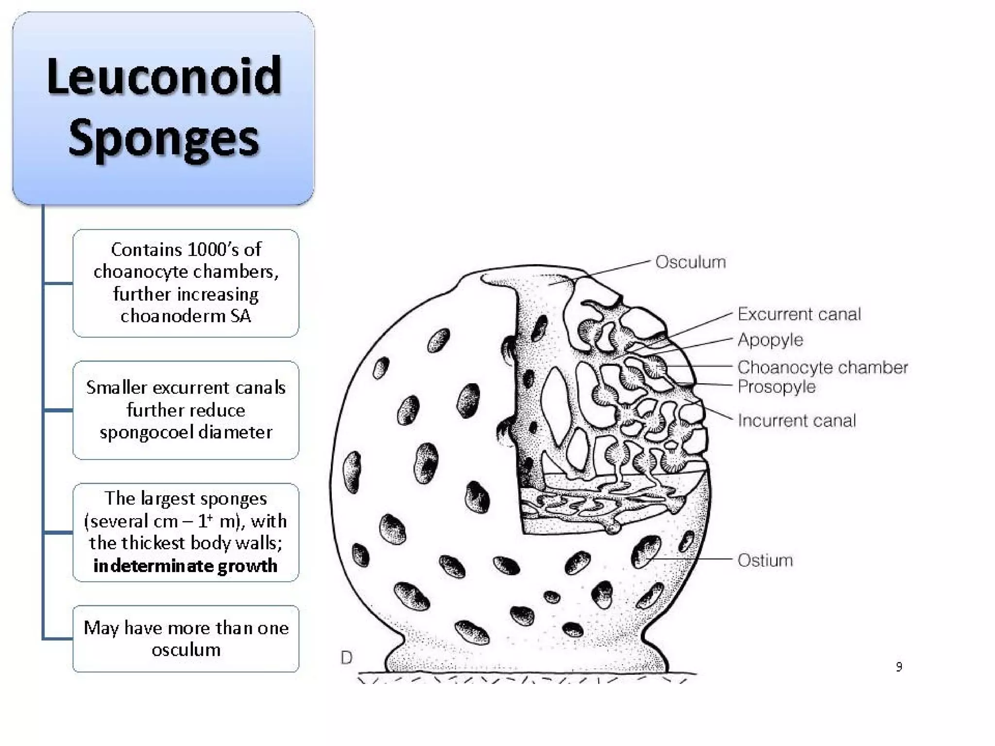   Porifera & placozoa 2012
