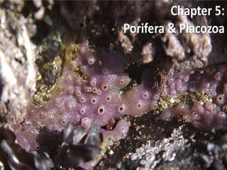   Porifera & placozoa 2012