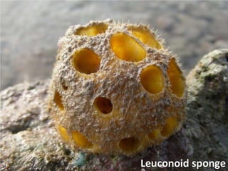   Porifera & placozoa 2012