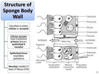   Porifera & placozoa 2012
