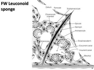   Porifera & placozoa 2012