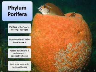   Porifera & placozoa 2012