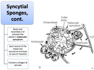   Porifera & placozoa 2012