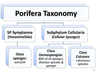   Porifera & placozoa 2012