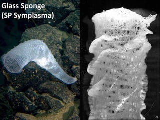   Porifera & placozoa 2012