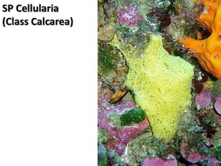   Porifera & placozoa 2012
