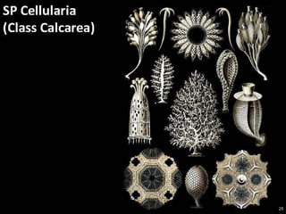   Porifera & placozoa 2012