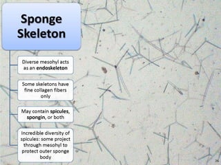   Porifera & placozoa 2012