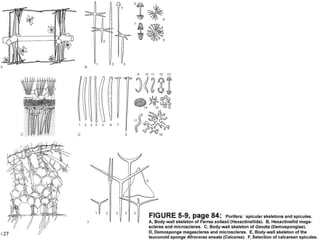   Porifera & placozoa 2012