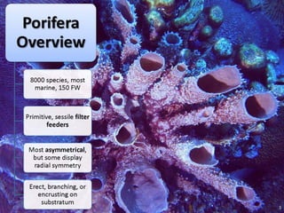   Porifera & placozoa 2012