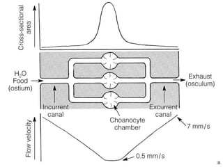   Porifera & placozoa 2012