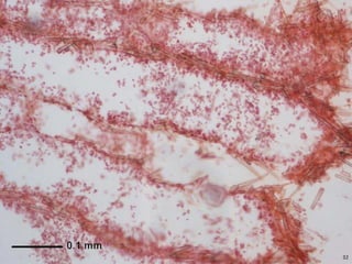   Porifera & placozoa 2012
