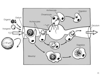   Porifera & placozoa 2012