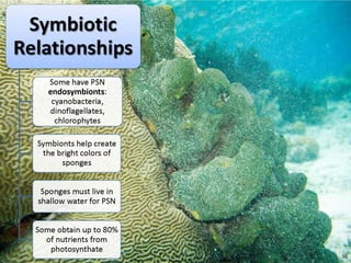   Porifera & placozoa 2012