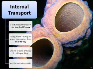   Porifera & placozoa 2012