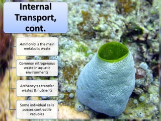   Porifera & placozoa 2012