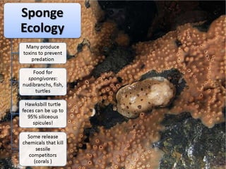   Porifera & placozoa 2012