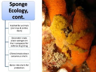   Porifera & placozoa 2012