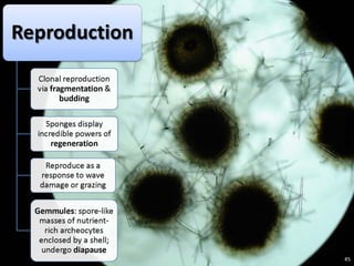   Porifera & placozoa 2012
