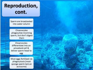   Porifera & placozoa 2012
