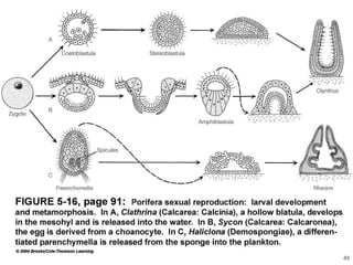   Porifera & placozoa 2012