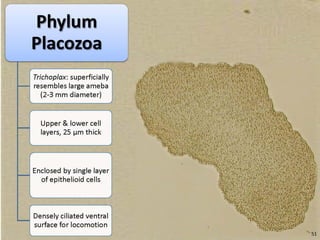   Porifera & placozoa 2012