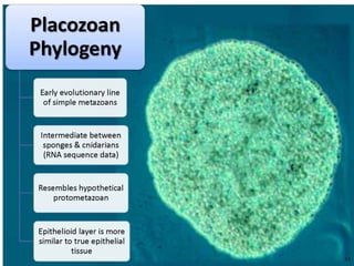   Porifera & placozoa 2012