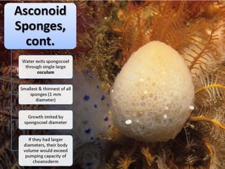   Porifera & placozoa 2012